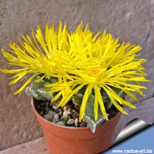Faucaria albidens (compact, white margin on leaves)