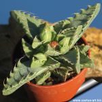 Faucaria tigrina W. Fort Brown (MG 1504.3)