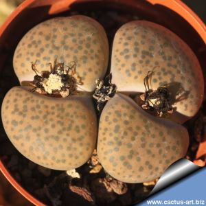 Lithops fulviceps C220 TL: 75 km N of Karasburg, Namibia