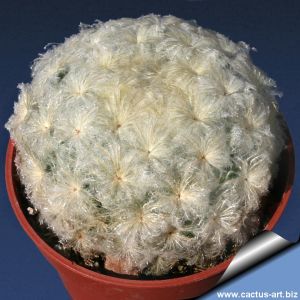 Mammillaria plumosa Higueras, border of Nuevo Leon, Coahuila, Mexico