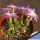 Conophytum ectypum v. brownii Ratelpoort, Northern Cape, South Africa