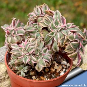 Aeonium  cv. SUNBURST f. cristata