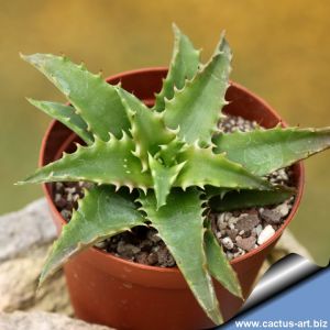 Aloe dorotheae hybrid (compact, very nice)