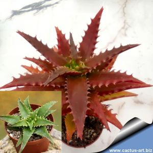 Aloe dorotheae hybrid cv. COMPACT