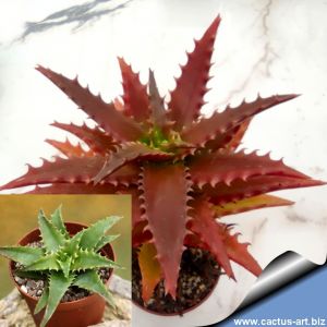 Aloe dorotheae hybrid cv. COMPACT 