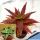 Aloe dorotheae hybrid cv. COMPACT