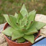 Echeveria agavoides