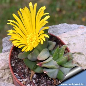 Glottiphyllum lingueforme Klein Doringrivier (MG 1522.4634)