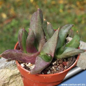 Glottiphyllum sp. Welbedacht, fine purple leaves, small