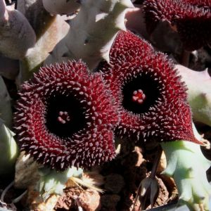 Huernia pendurata