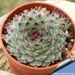 Sempervivum calcareum