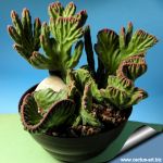 Stapelia leendertziae cristata
