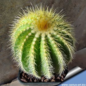 Notocactus magnificus v. warasii