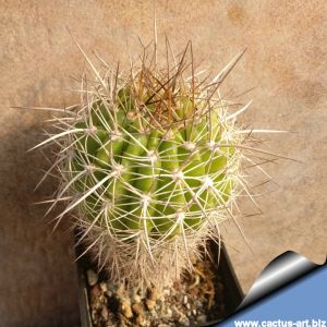 Trichocereus cherry red x Echinopsis obrepanda