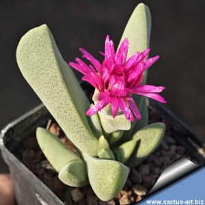 Cheiridopsis purpurea