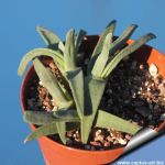 Cheiridopsis rostrata
