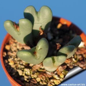 Conophytum gracile