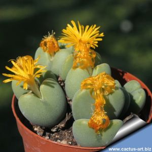 Conophytum piriforme SB1107 Kuboos, Richtersveld, Little Namaqualand, N-W Cape Province, South Africa