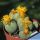 Conophytum piriforme SB1107 Kuboos, Richtersveld, Little Namaqualand, N-W Cape Province, South Africa