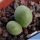 Conophytum piriforme SB1107 Kuboos, Richtersveld, Little Namaqualand, N-W Cape Province, South Africa