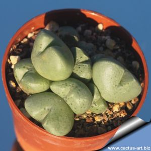 Conophytum sp. JE 1146