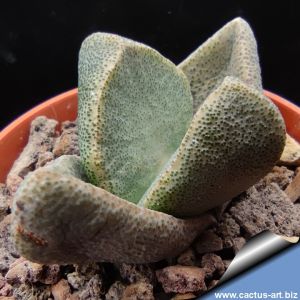 Pleiospilos simulans Kendrew, (MG1835.06) 