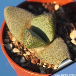 Pleiospilos simulans Kendrew, (MG1835.06) 
