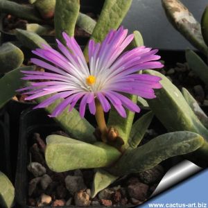 Cerochlamys pachyphylla Wyandsrivier (MG 1361.6)