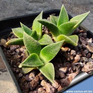 Nananthus transvaalensis CM45 long pointed leaf, many white spots