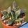 Nananthus transvaalensis CM45 long pointed leaf, many white spots