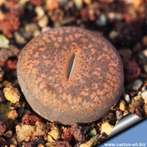 Lithops aucampiae Danielskuil