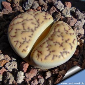 Lithops bromfieldii v. mennellii C044 TL: 25 km SSW of Upington, South Africa