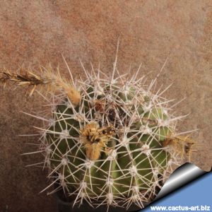 Acanthocalycium spiniflorum