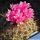 Coryphantha magentae Sierra de Paila, Coahuila, Mexico