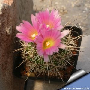 Coryphantha magentae Sierra de Paila, Coahuila, Mexico