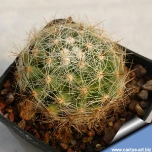 Mammillaria sphaerica x Baumii