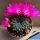 Sulcorebutia totorensis Totora