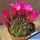 Sulcorebutia totorensis Totora