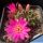 Sulcorebutia totorensis Totora