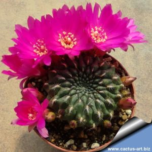Sulcorebutia totorensis Totora
