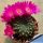 Sulcorebutia totorensis Totora