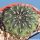 Sulcorebutia totorensis Totora