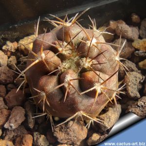 Copiapoa coquimbana FK464 Domeyko-Sarco, Huasco, Chile, Altitude 440m