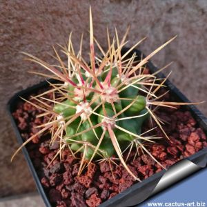 Echinocactus grusonii x ferocactus (mixed forms)