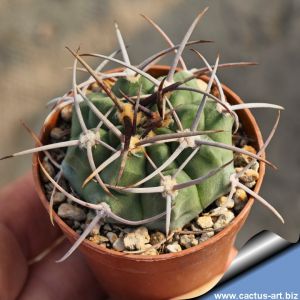 Gymnocalycium mostii JPR 92-112/267 Agua de Oro, Cordoba, Argentina