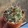 Gymnocalycium mostii JPR112/267