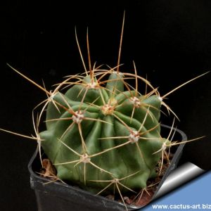 Ferocactus echidnae Metztitlan, Hidalgo, Mexico