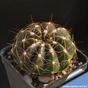 Notocactus ottonis var. paraguayensis