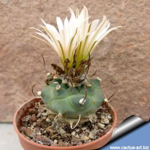 Turbinicarpus klinkerianus