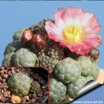 Puna bonnieae f. inermis (spineless form)